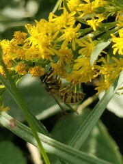 Vespula vulgaris