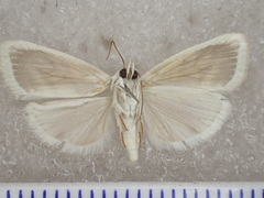 Earias paralella