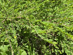 Phyllanthus myrtifolius