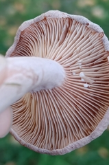 Lactarius glyciosmus