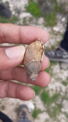 Chiliborus chilensis