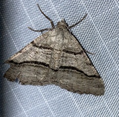 Digrammia continuata