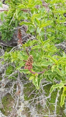 Anisomeria littoralis