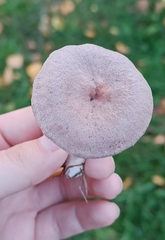 Lactarius glyciosmus