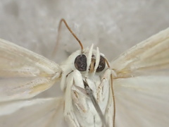 Earias paralella