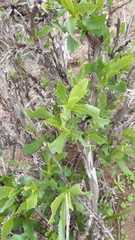 Flourensia thurifera