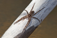 Dolomedes gertschi