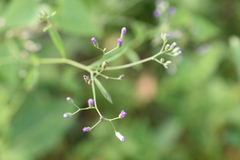Cyanthillium cinereum