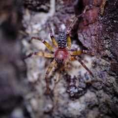 Sparassidae