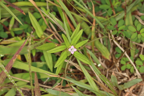 Hexasepalum teres