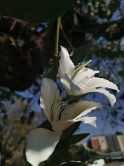 Bauhinia variegata candida