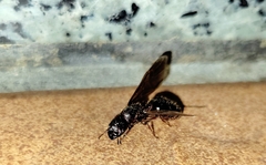 Carebara