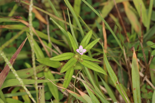 Hexasepalum teres, photograph 1