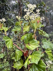 Begonia convolvulacea