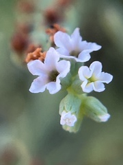 Heliotropium curassavicum