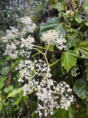 Begonia convolvulacea