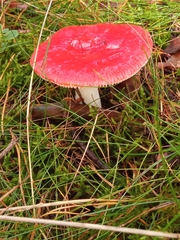 Russula