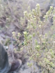 Aspalathus ternata
