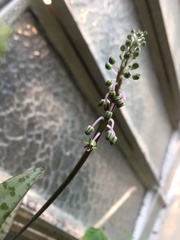 Ledebouria