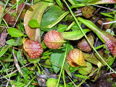 Sarracenia psittacina