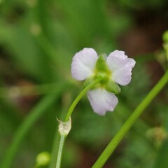 Alisma plantago-aquatica