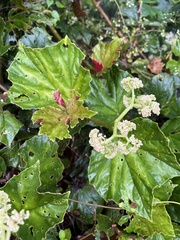 Begonia convolvulacea