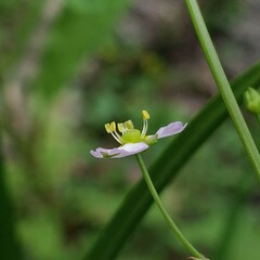 Alisma plantago-aquatica