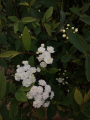 Spiraea cantoniensis