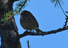 Emberiza pusilla