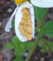 Chrysoecia atrolinea