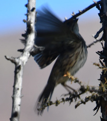 Emberiza pusilla