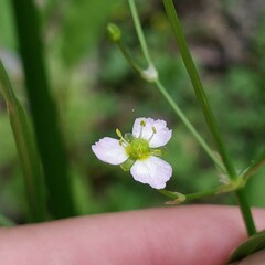 Alisma plantago-aquatica