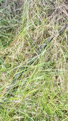 Pseudechis porphyriacus