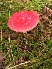 Russula