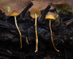Pholiotina rugosa