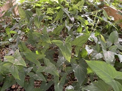 Syngonium