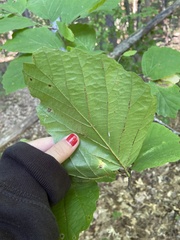 Hamamelis