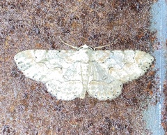 Iridopsis defectaria