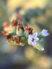 Heliotropium curassavicum