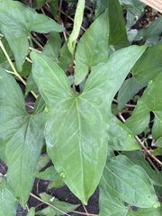 Syngonium