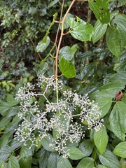 Begonia convolvulacea