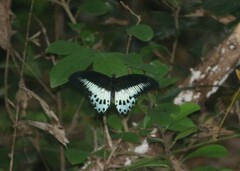 Papilio polymnestor