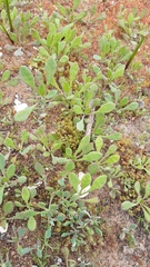 Cistanthe