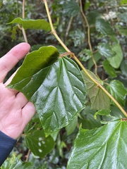Begonia convolvulacea