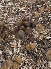 Psathyrella longipes