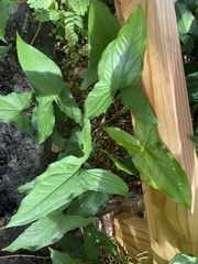Syngonium
