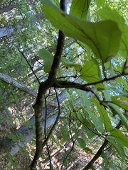 Hamamelis