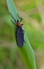 Plecia