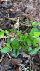 Tradescantia fluminensis