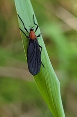 Plecia